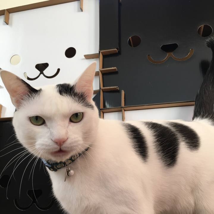 954f6511 b6b9 4558 bea6 209533ae0dc3