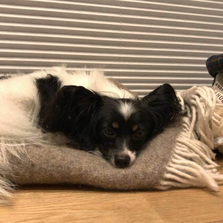 9550087f 82e3 4eb6 81fe 261dcfa3e146