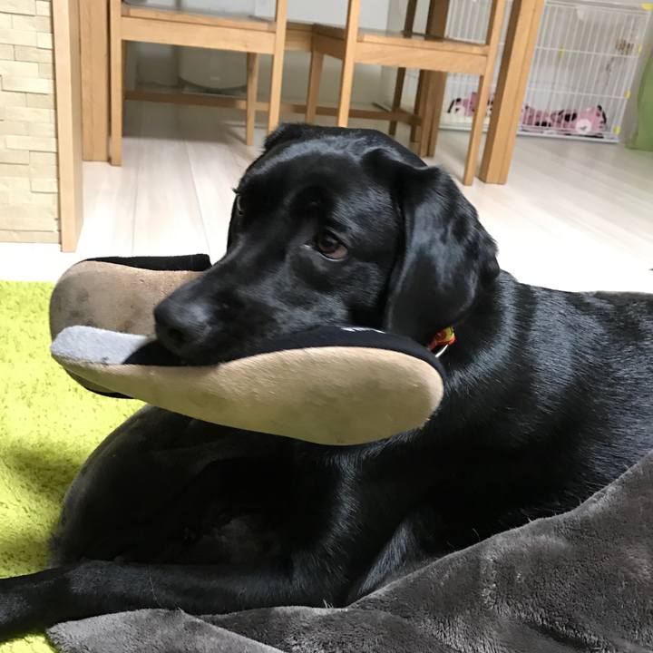 95541c08 c71b 4c53 be8b 36198aa3e5df