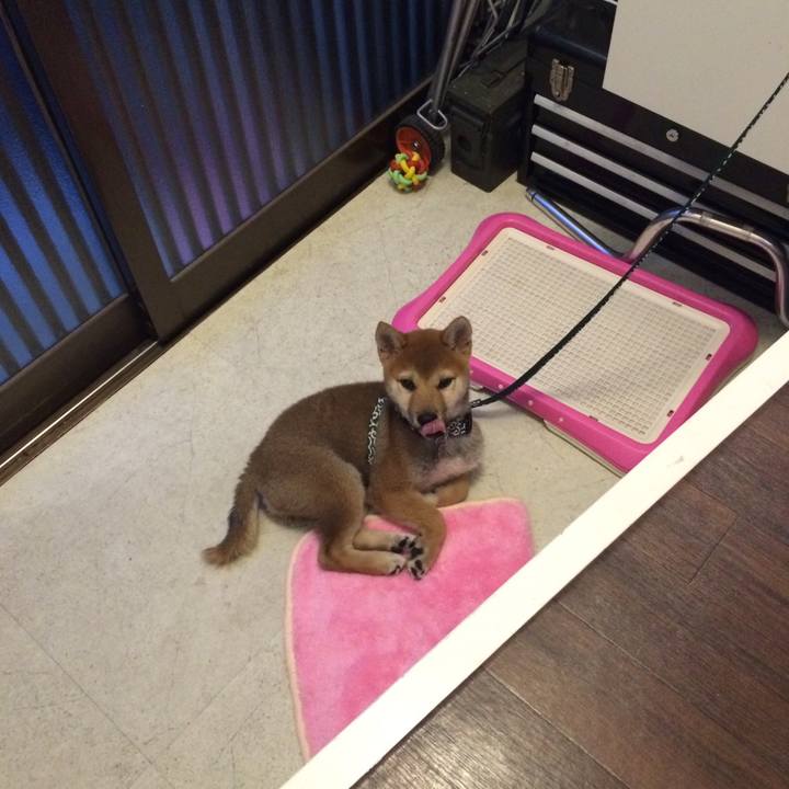 95581c2e 41ad 4b87 8a36 396ed1e65bb0