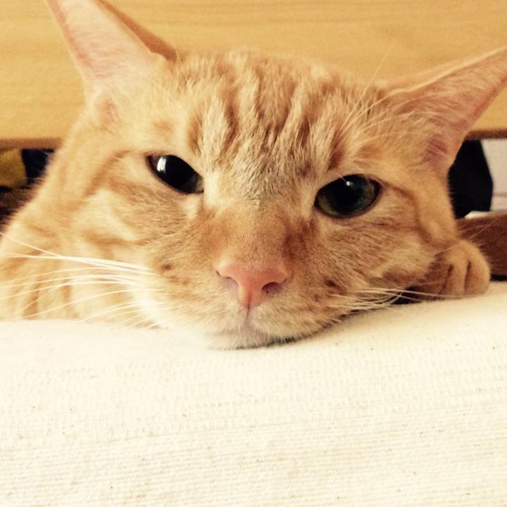 957b1731 9dfa 44cb a8c5 6c74cc787dd7