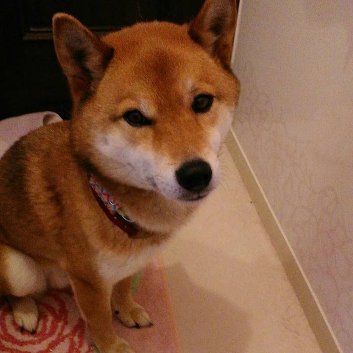 958e4a9f 8fd9 4e4c be19 5b16f8c9bdbb