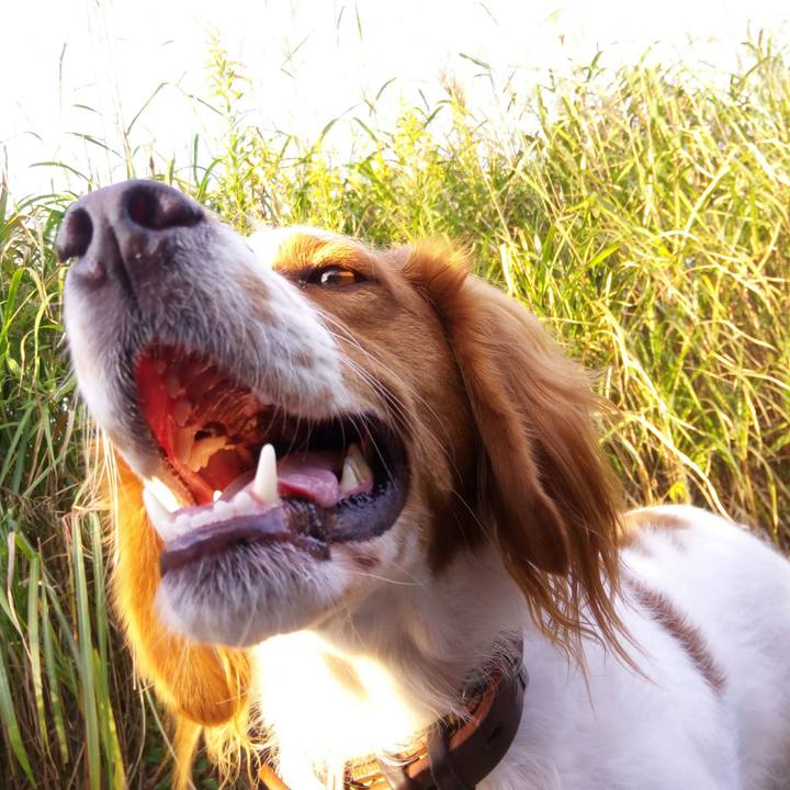 95a8d4d9 0393 455c 8ce3 b86896149dc4