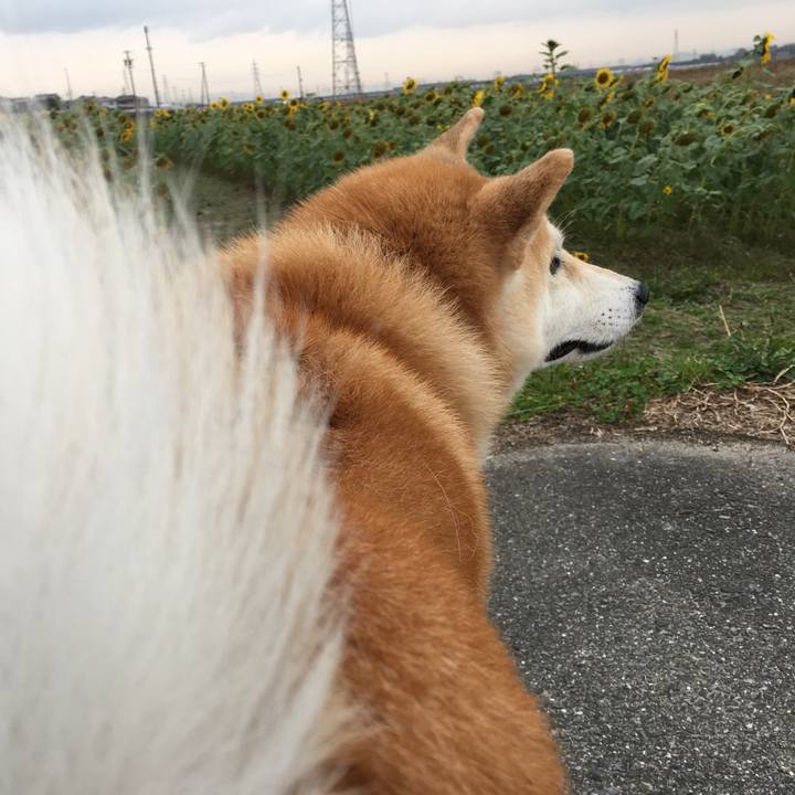 95b0f39a 8dc4 40c9 bb50 0837e954347b