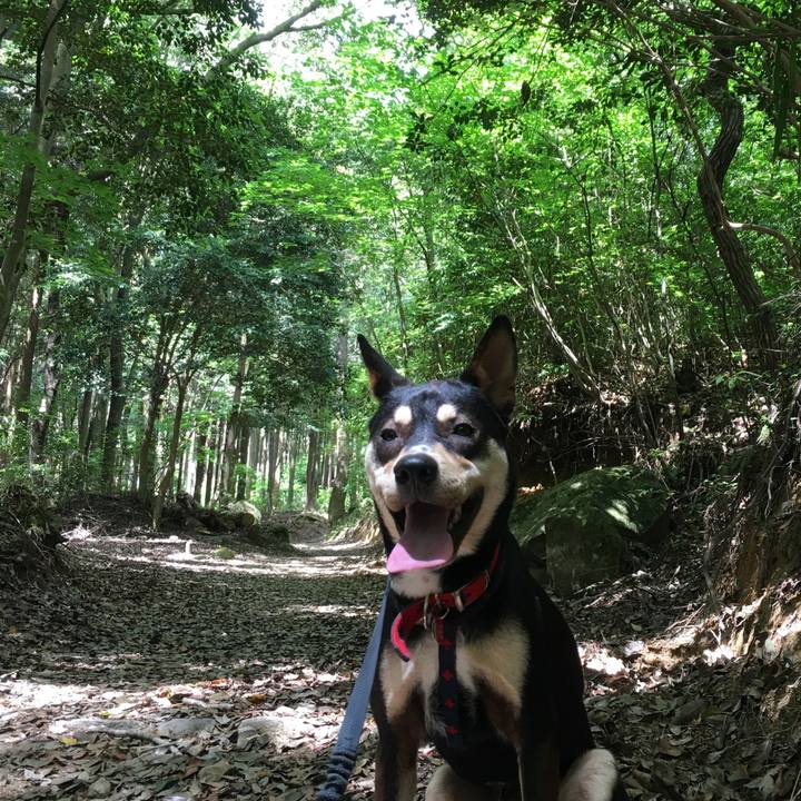 95b686ca 20c0 4a5a 9303 58155510b2a1