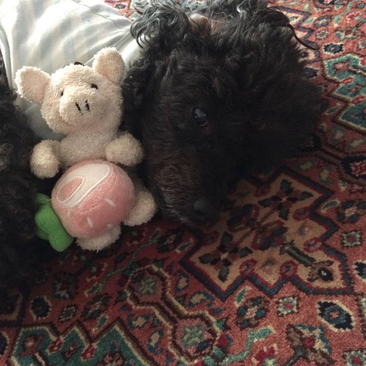 95b69a87 b6de 4f21 ba52 39f23fe61a70