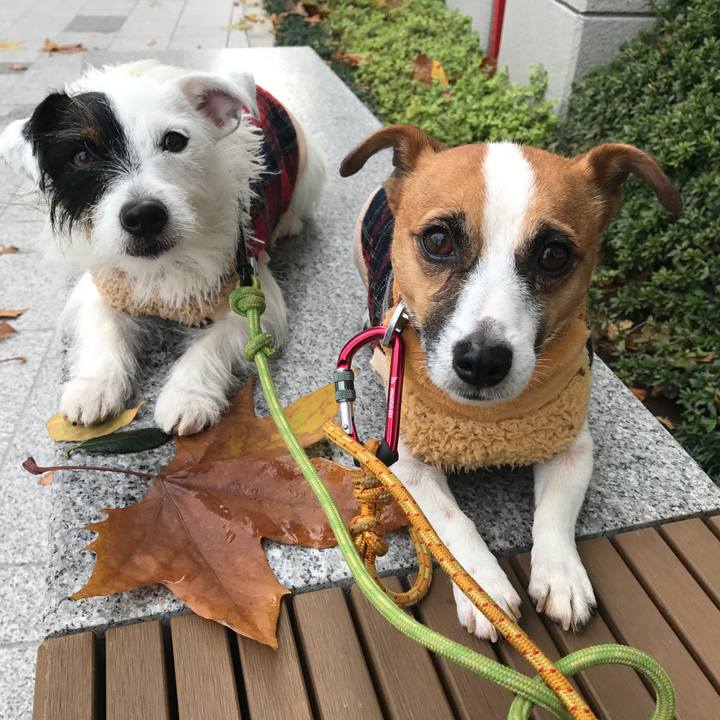 95b8ce06 e8ca 4f51 adcf 9219c88bccef