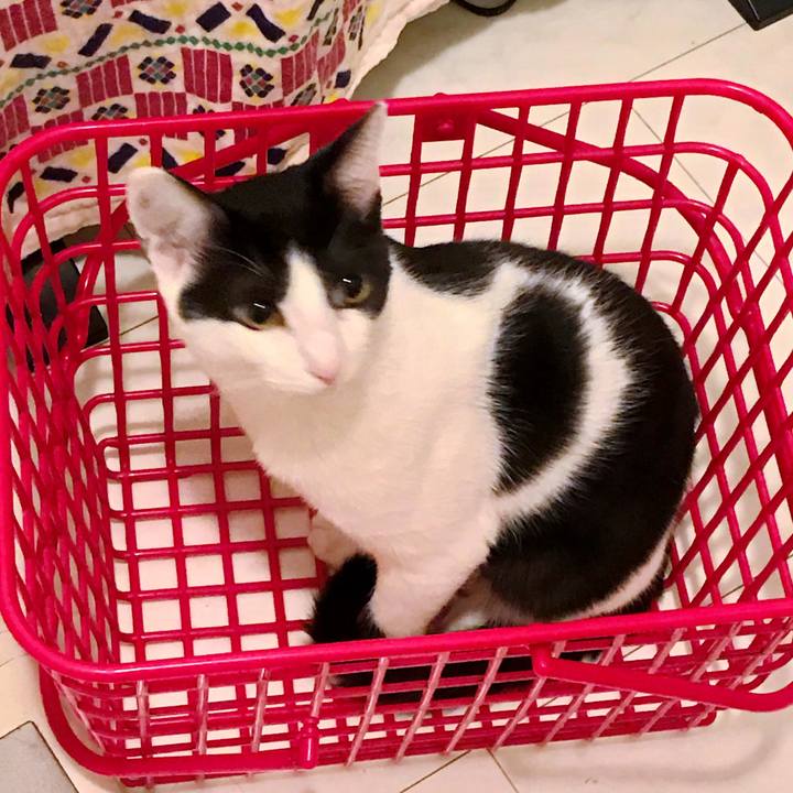 95ca62f8 9688 4c1a 8985 6bb91d2b617d