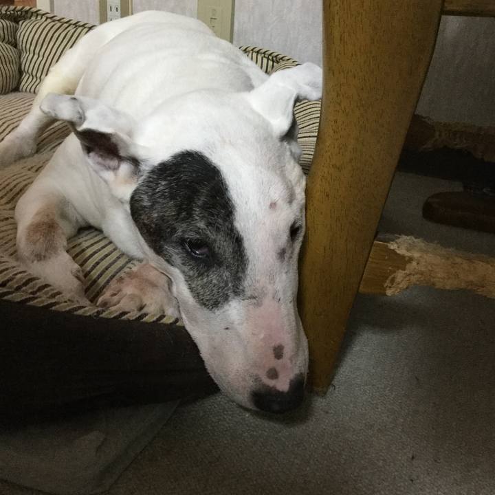 95d2e4db b7c3 414b b032 914eb41775e5