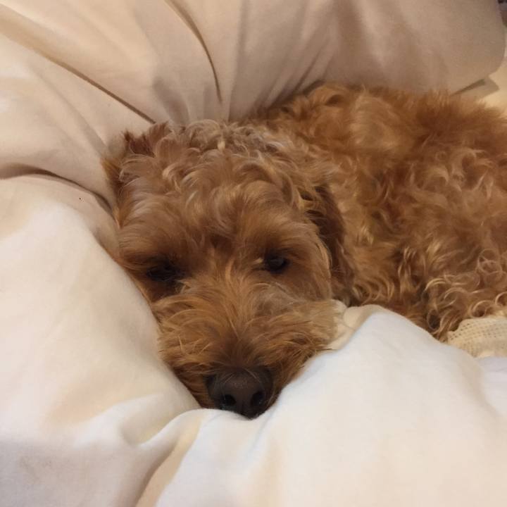 95d5cdc4 c4d3 4a18 b55d 2644d18eb9ad