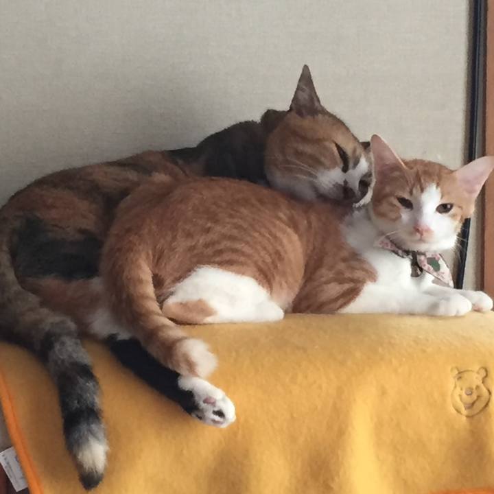 95f70ec0 ebf8 417f a113 25a7ee724fa1