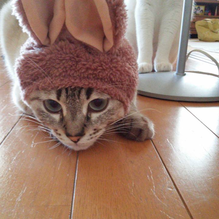 95f73069 3d65 4242 890a 18448456291f