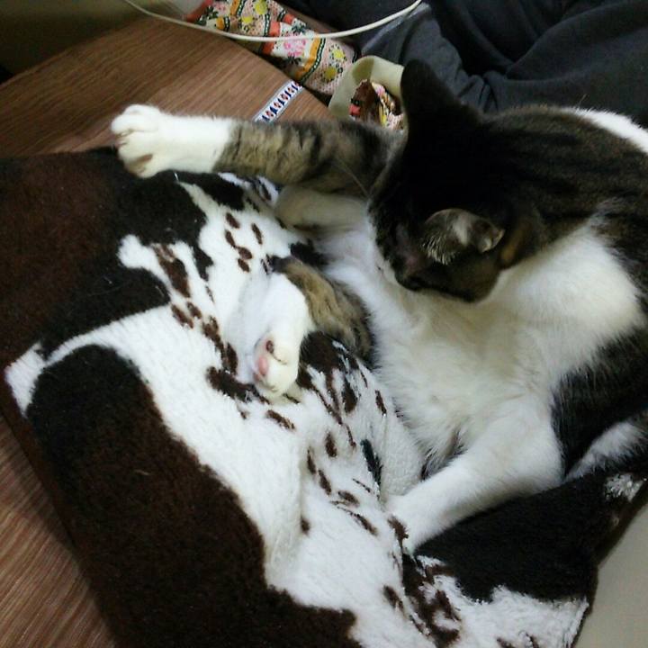 95f80178 8491 4c80 9fd1 4c32f532bd04