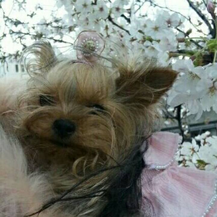 95fcf98c 0c00 40c4 ab78 68d372e8e097