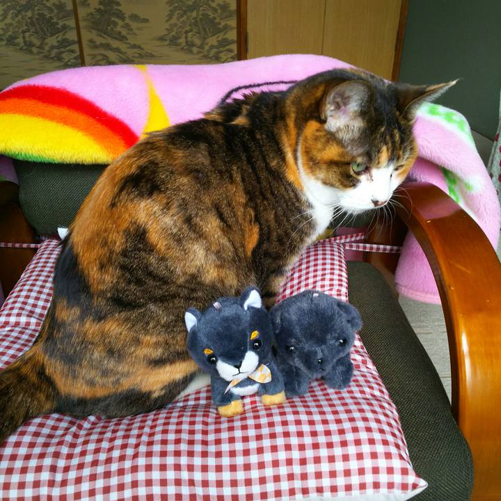 960c0f33 fbcc 48cb bac4 29bdb553fe2f