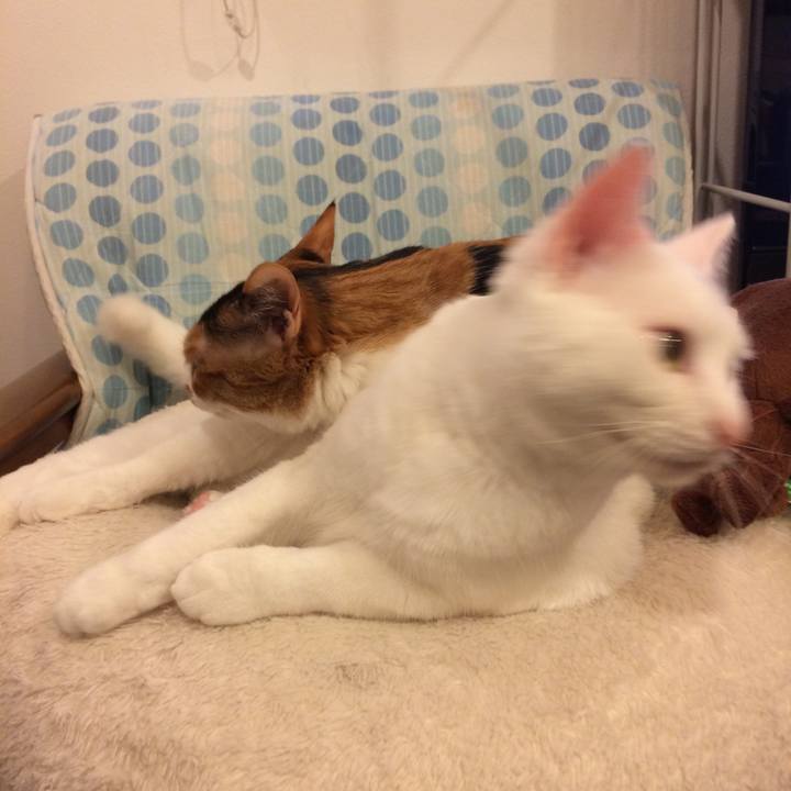 960f2ed9 44fb 487f acfb 866e18a8a009