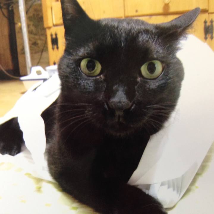 961a0e47 6bb4 4471 9134 81d6db323b55