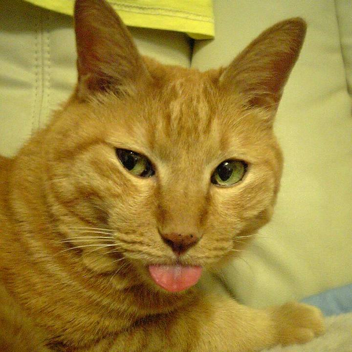 961cfe3a 5976 44bd b01e d34a442ba632