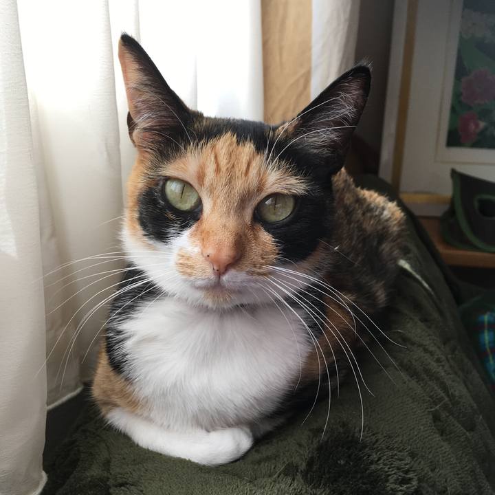 96295951 8856 49dc 900a c11d76c4cb8c