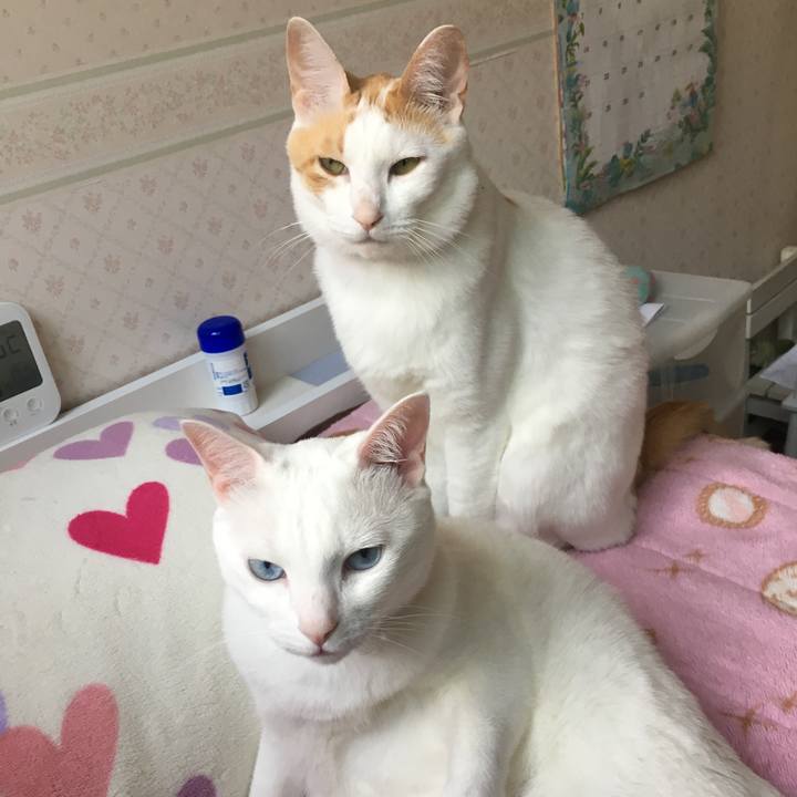 963ed0f1 a6fa 432c a741 17b058992495