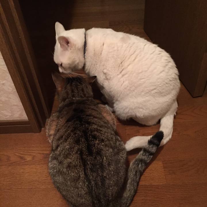 96438d32 e174 412e b27a 10c077514c96