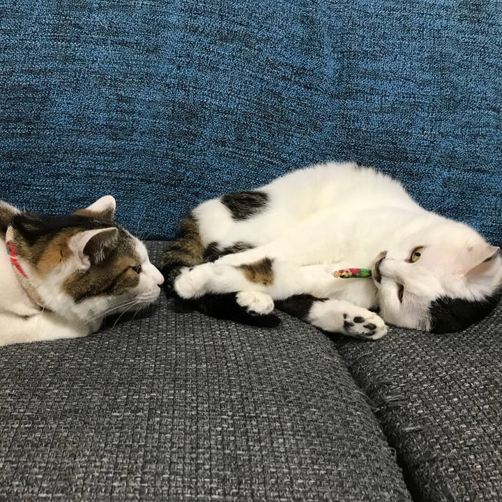 9667b29f ebe4 4e4b a339 c903aa1c0f1b