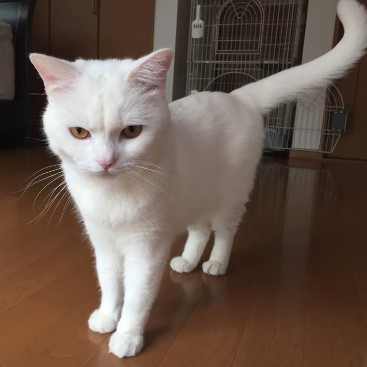 968577d1 cd5f 469f bc74 81f656b71e1c