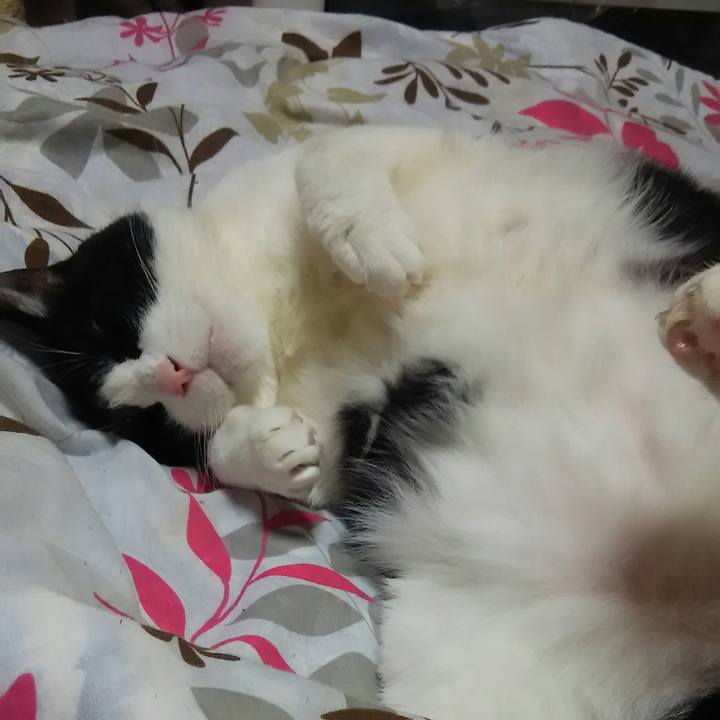 968c51ec 4f13 4c0e bfd6 b3e24c9ea10b