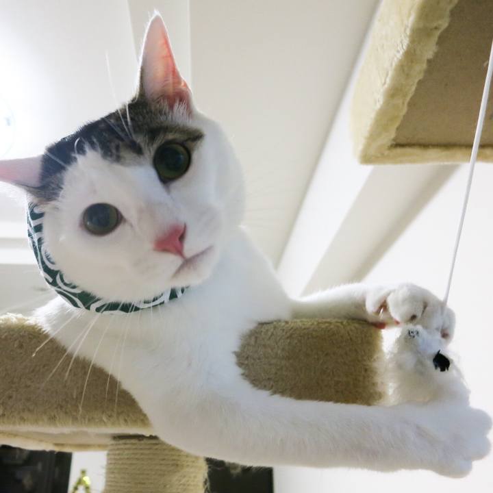 9690ee52 4f3b 4c1c abdb 39c12520d212