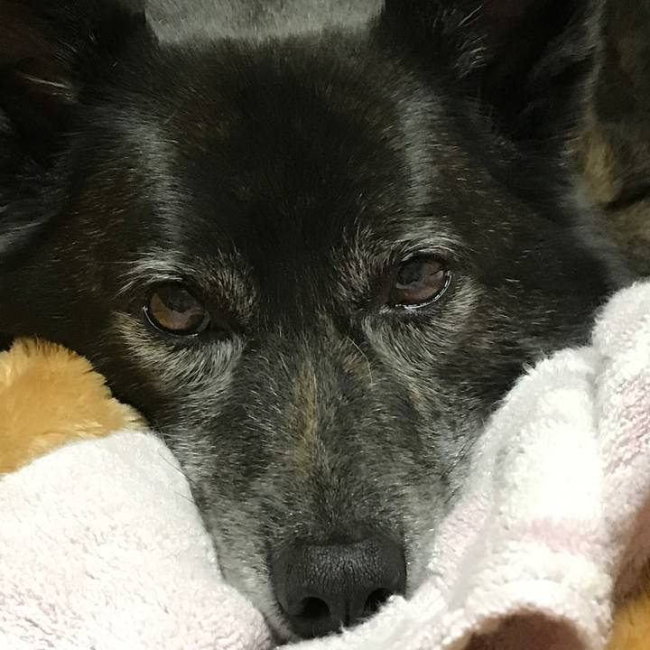 96930a51 5dbd 45a0 b934 9e5d548d385c