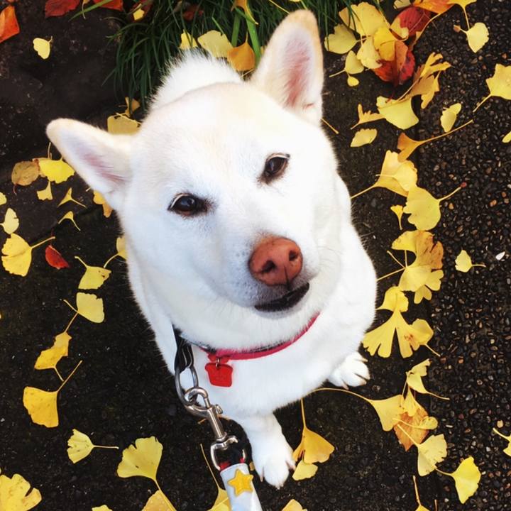 96990cf2 2530 4ab8 ae4c 3b28860755a7