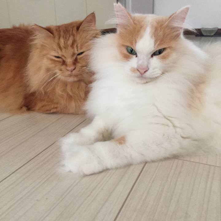 96ab1fcf c564 4cb0 9ab1 ea965534afa5