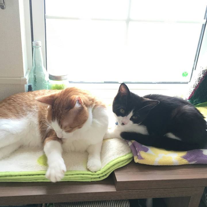 96ae4b5c c0f0 4c9b 9498 7b87362f21cc