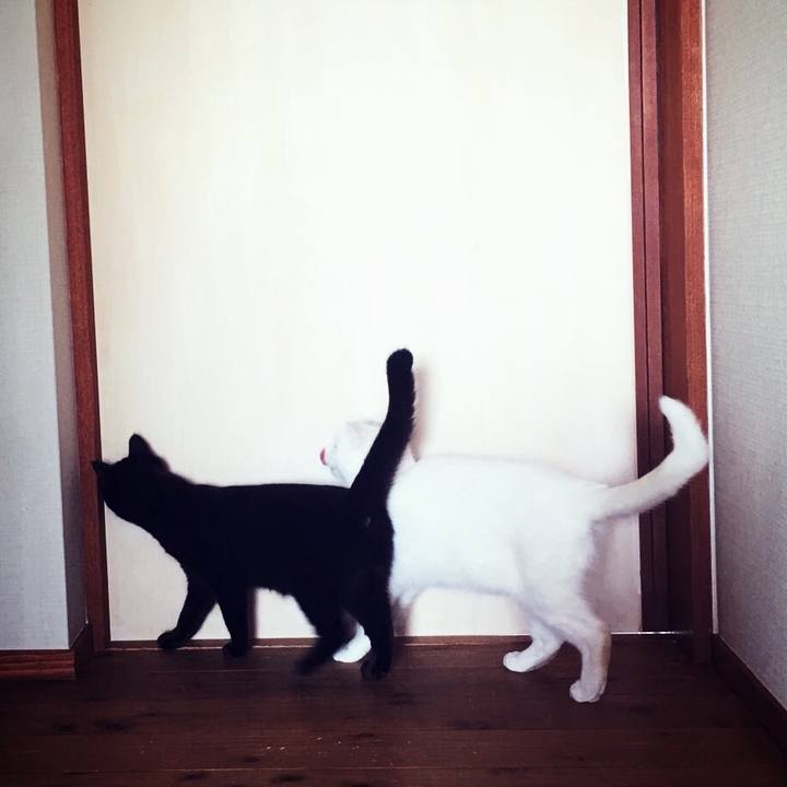 96baaf3d dea5 453b 8589 cfd4ba16a201