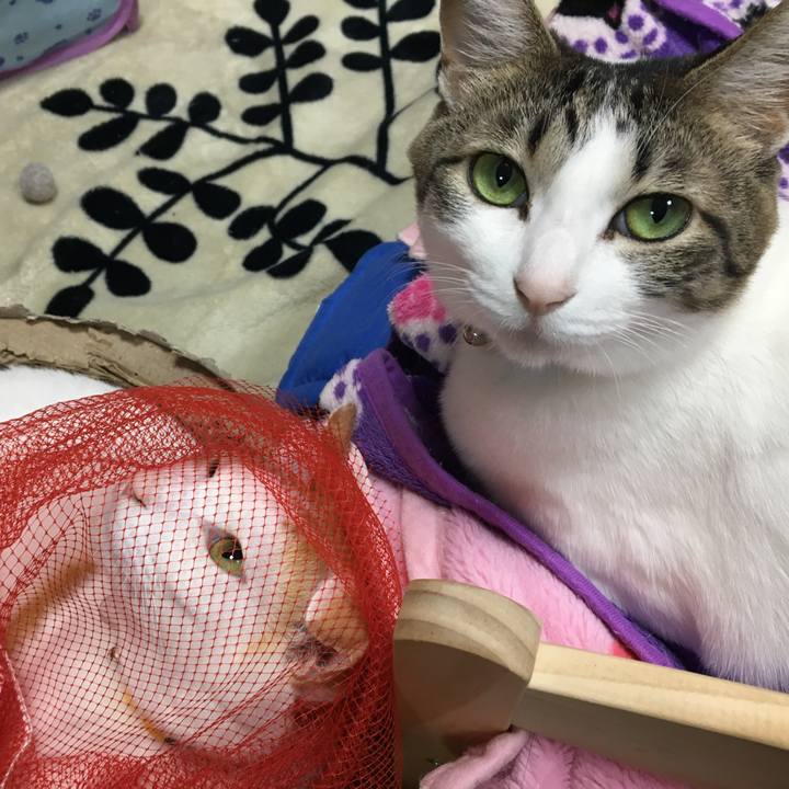 96be0067 fc16 47ee 9cad 6ba3988f516f