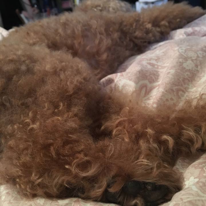 96c89297 526e 4db5 beee 50ba58347f64