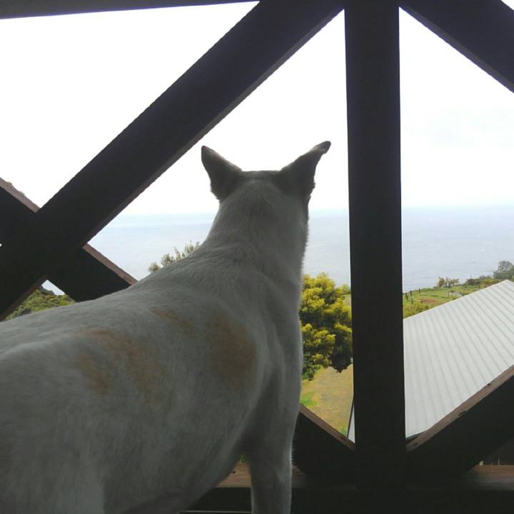 96da8468 c2d5 4678 aba6 51df0d2bdfa3