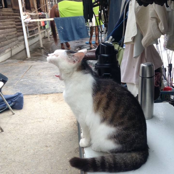 96df72fd a46d 4d1c bb45 bd4330f3d0d7