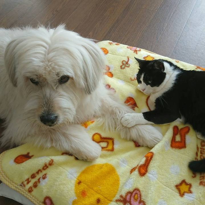 96df752b 0c54 440f b681 493ef134a2e0