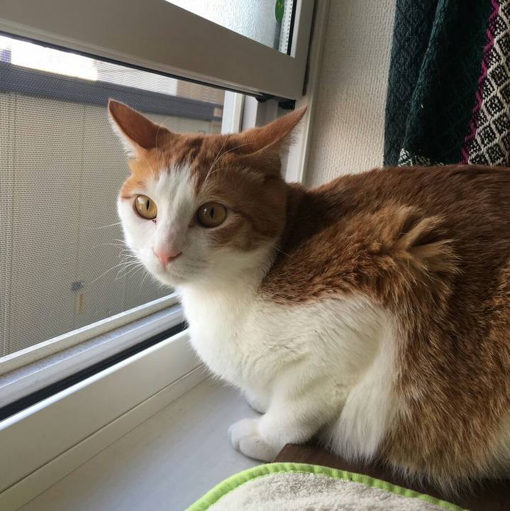 96e1b11d 2ad2 41fb b340 efbd2c1f84d7