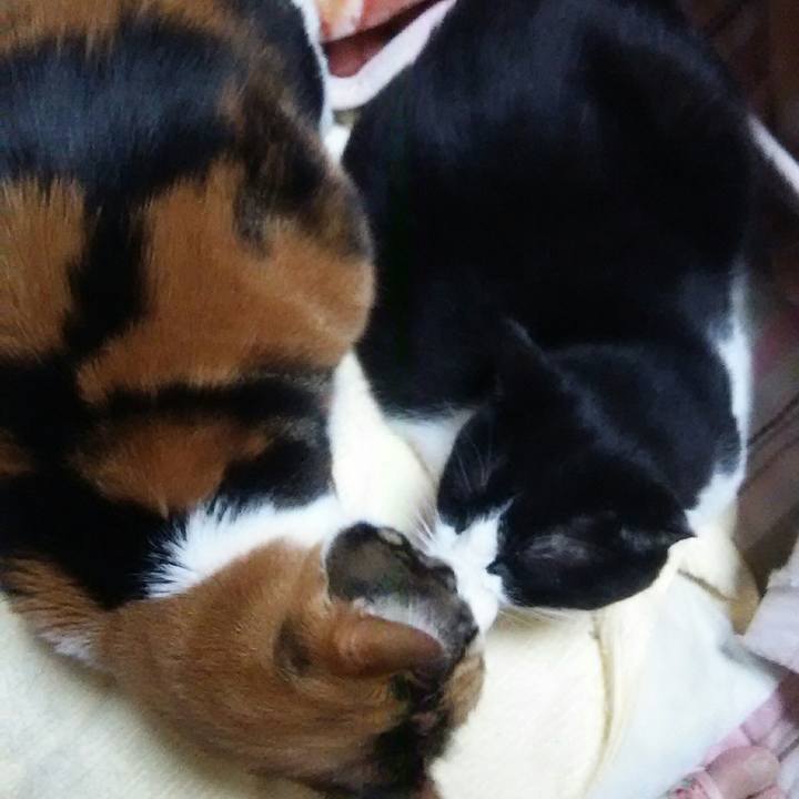 96e2ebb9 cee5 478f a3c7 55b538c34026