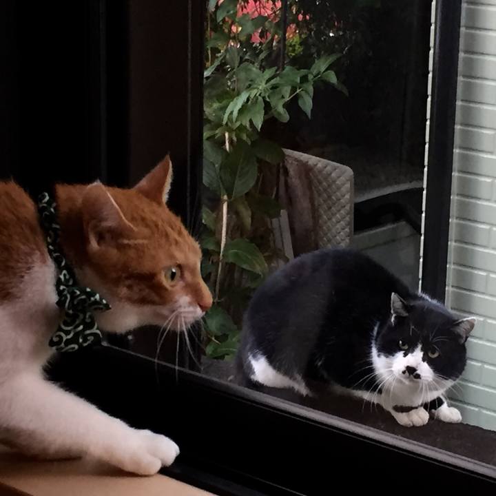 96e64663 e1ef 4a9f 9273 4e814e2ee4a0