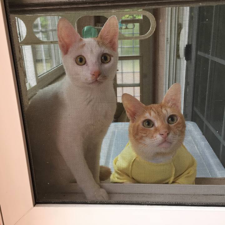 96ea5d51 95bb 470a b009 00ea935dee50