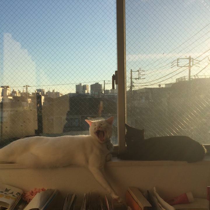 96f7302c 066c 4cb9 ae4b 7dd9a3b82179