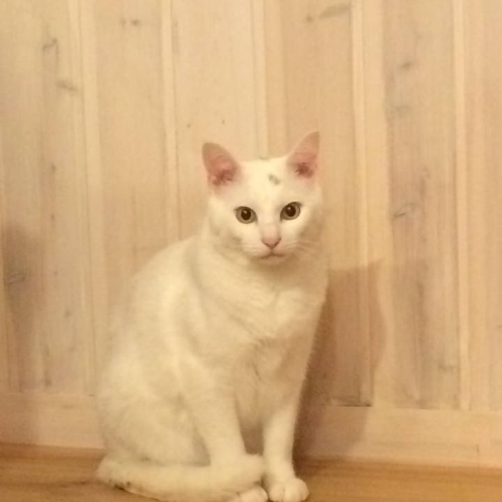 96fb2dc4 e96b 47a6 93a6 7984073791ac