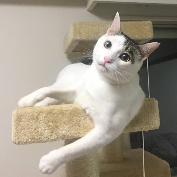 9715493c ec5f 438e a10f b4896637e6e1