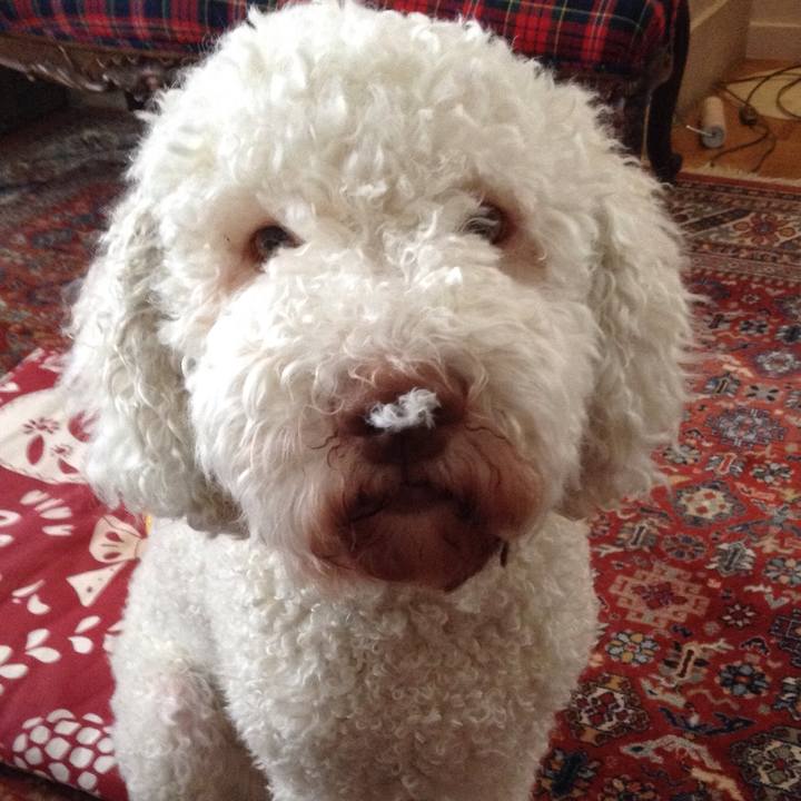 972de4e5 df51 42e4 9974 6274a5ea5925