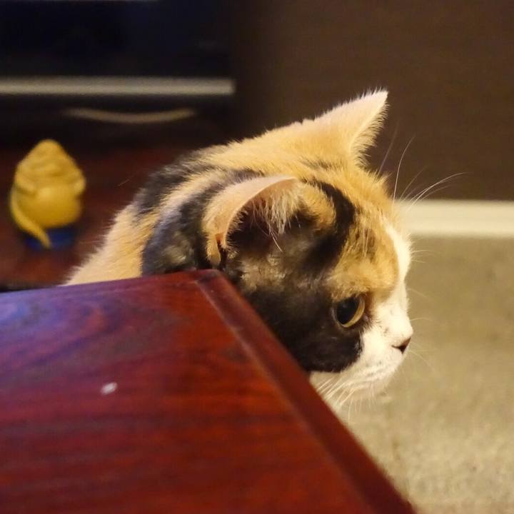 9739b831 ff5a 4761 b540 1e9baed83215