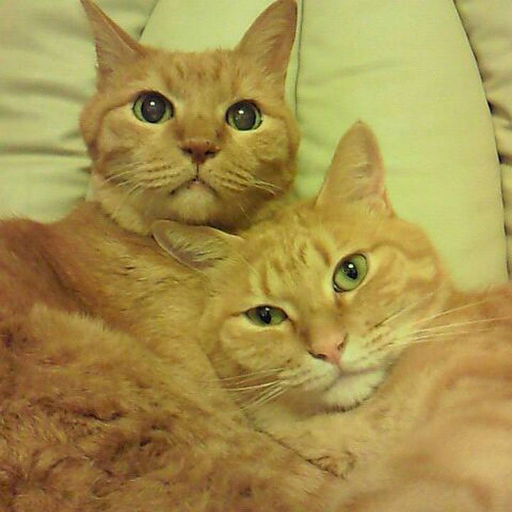 974b8f39 4d3a 4242 b38e 2cc362dc3159