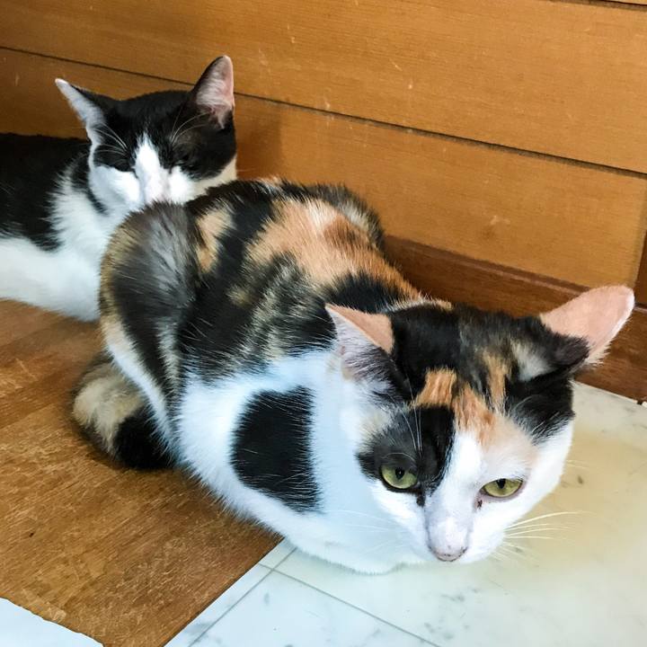 975fc3f6 433e 4a93 99cd bc305509c8cc